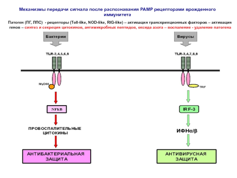 Передают сигналы в организме