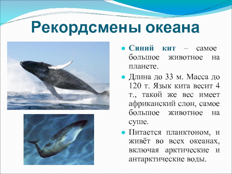 Где живет кит русский язык 1 класс. Рекордсмены океана. Рекордсмены мирового океана. Рекордсмены мирового океана 5 класс. Рекордсмены мирового океана сообщение.