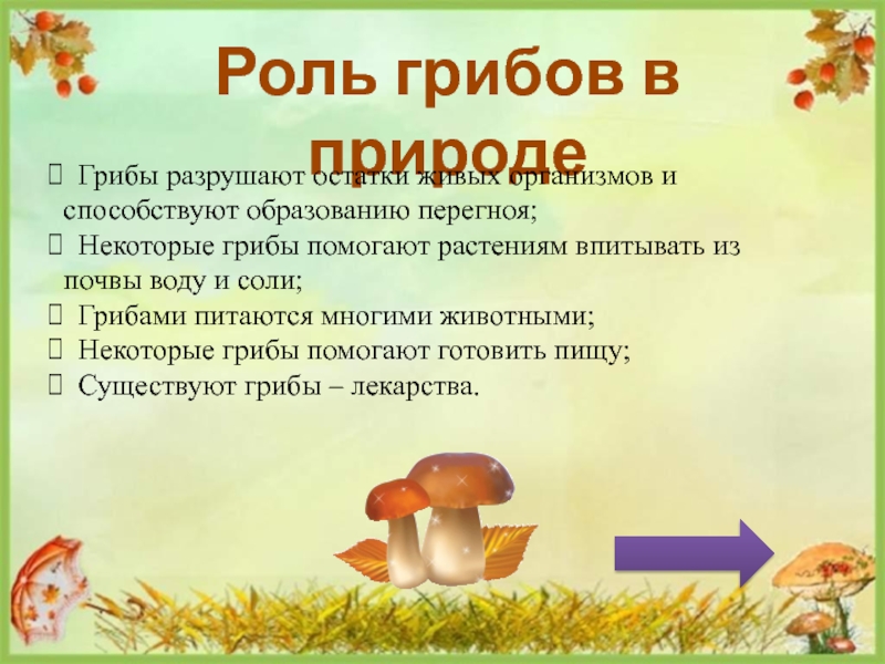 Мы знаем что когда берешь грибы. Роль грибов в природе. Грибы в жизни человека и в природе. Правила сбора грибов. Правила про грибы.