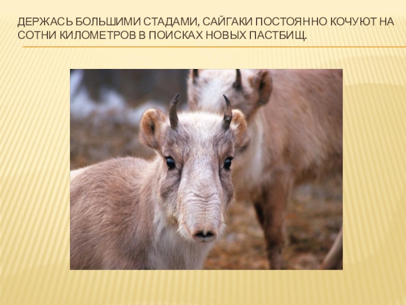 Красная книга казахстана животные