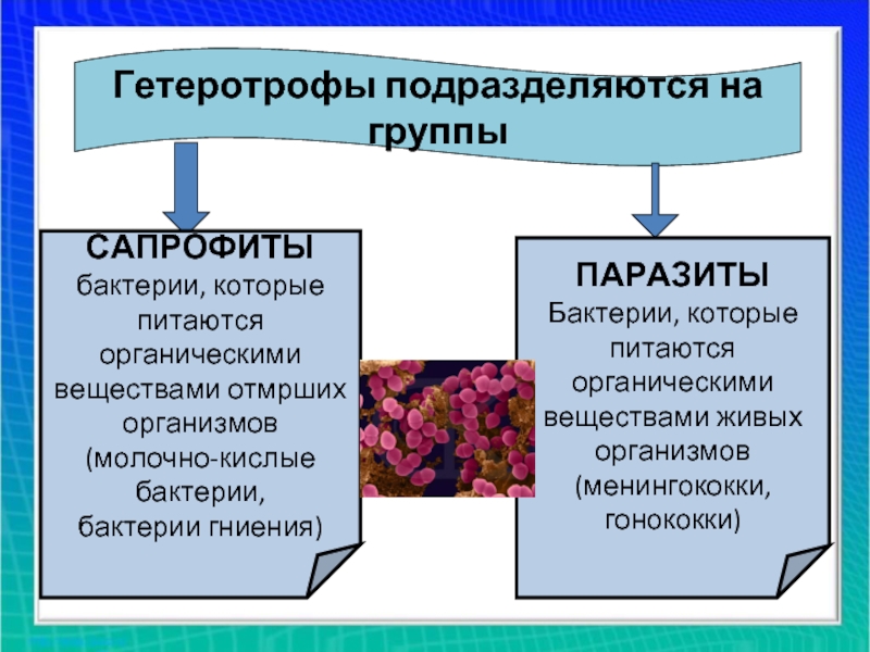 Организмы питающиеся готовыми органическими веществами