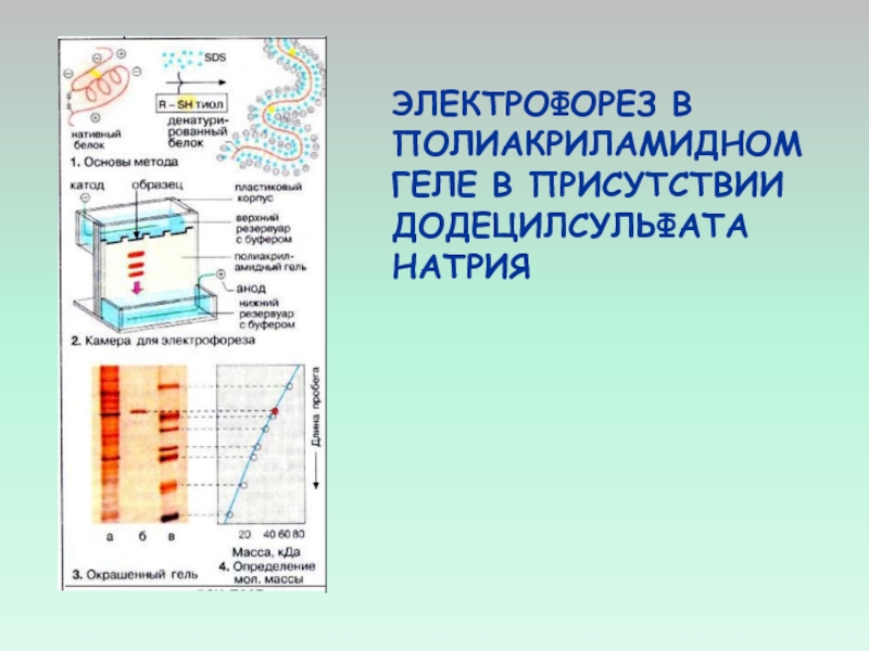 Электрофорез в полиакриламидном геле презентация