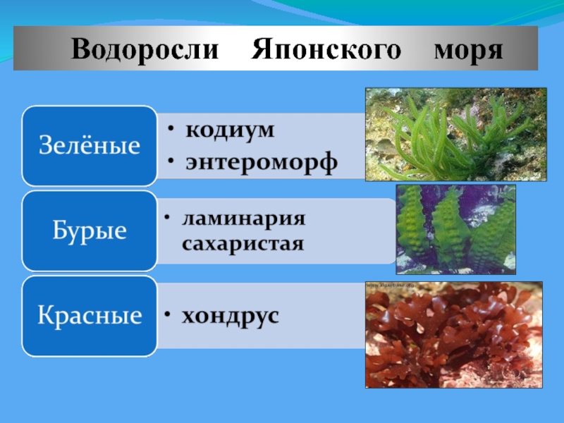 Виды водорослей. Водоросли японского моря. Сообщение о водорослях японского моря. Глубина обитания водорослей. Распределение водорослей.