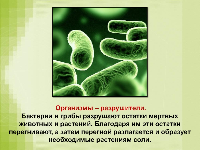 Организмы разрушители. Бактерии Разрушители. Бактерии разлагатели. Грибы и бактерии.