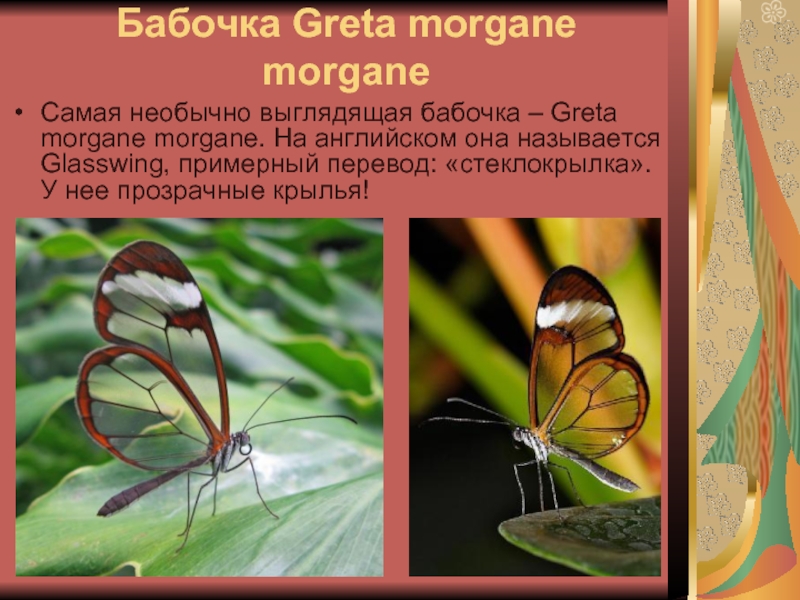 Бабочка Greta morgane morgane Самая необычно выглядящая бабочка – Greta morgane morgane. На английском она называется Glasswing,