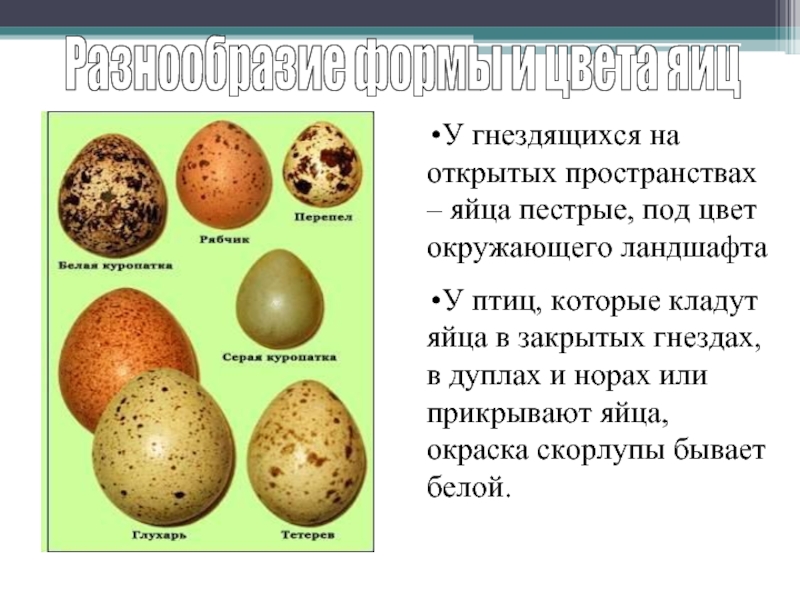 Разнообразие формы и цвета яицУ гнездящихся на открытых пространствах – яйца пестрые, под цвет окружающего ландшафтаУ птиц,
