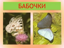 Бабочки - живая краса