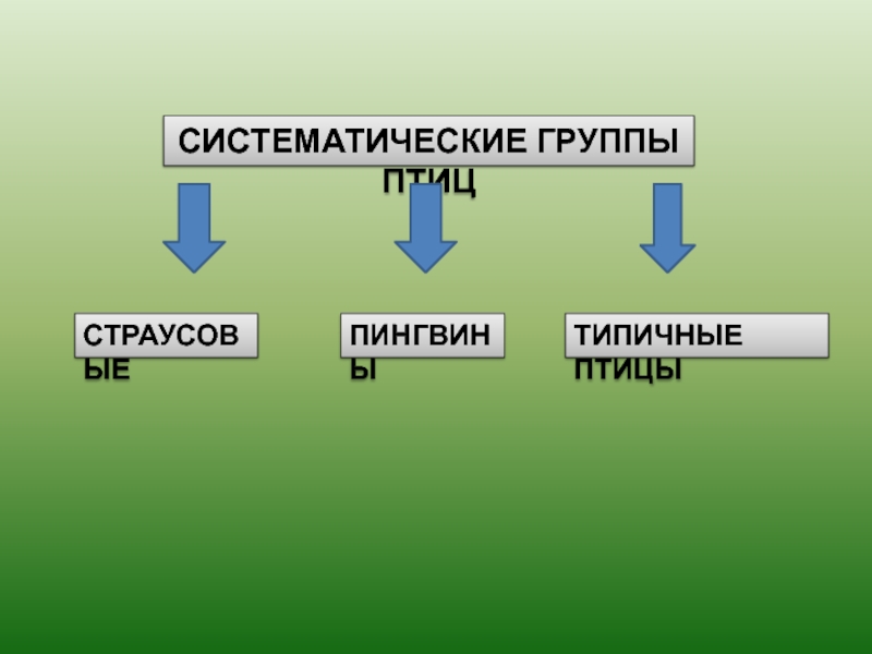 Таксономические группы