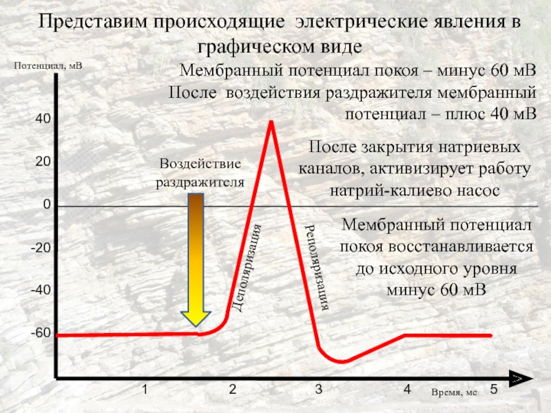 Виды потенциалов. Электростатические явления в медицине. Потенциал на минусе и на плюсе. Виды потенциалов ... Представляют собой... Потенциалы это плюс или минус.