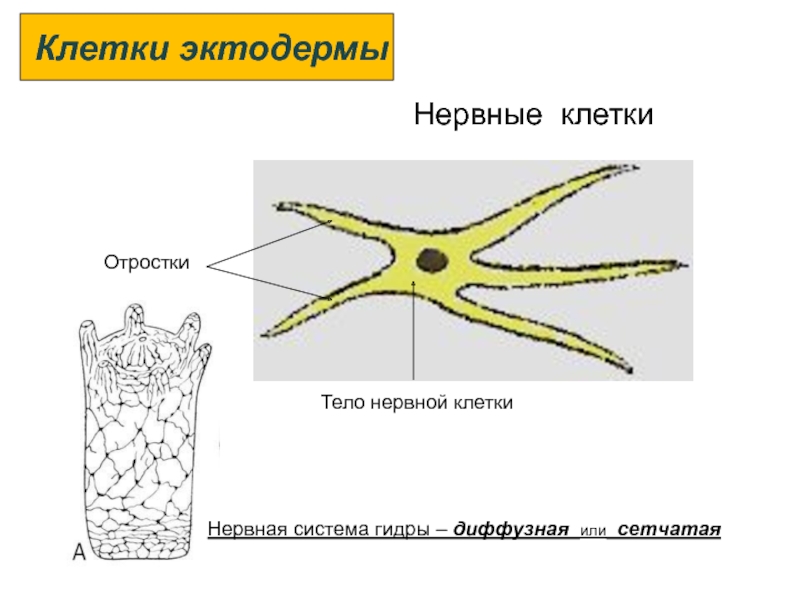 Диффузная нервная система характерна для животных типа
