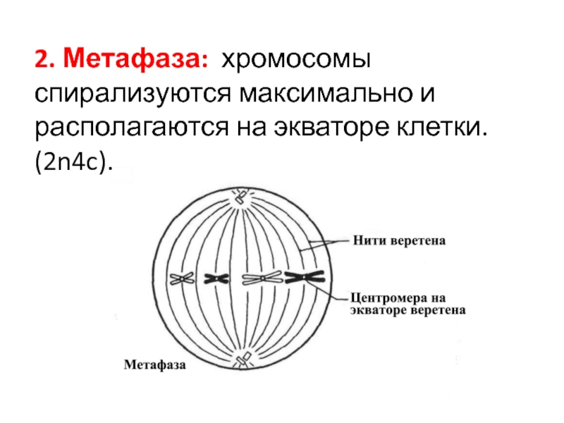 Метафаза 1 хромосомы. Метафаза 2. Метафаза схема. Метафаза митоза 2. Метафаза клеточного цикла.