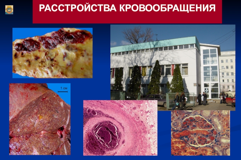 кровообращение.ppt