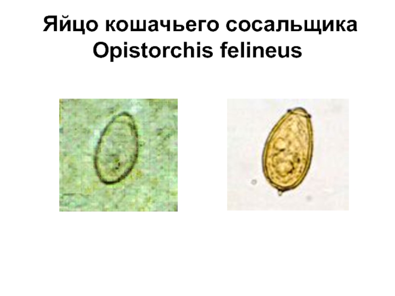 Кошачий сосальщик рисунок с обозначениями