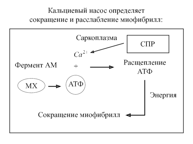 Атф сокращение. Кальциевый насос (ca2+-aefase). Кальциевый насос физиология. Кальциевый насос (са2+-АТФАЗА). Кальциевый насос схема.