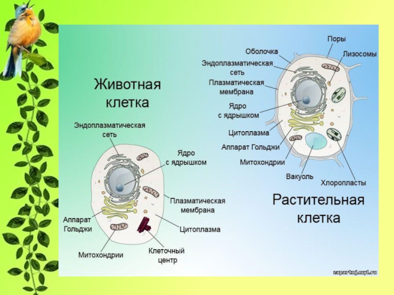 Строение клетки проект