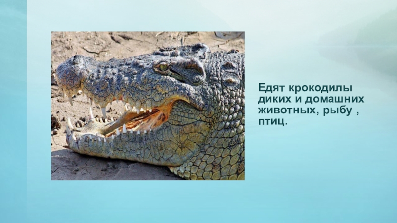 Едят крокодилы диких и домашних животных, рыбу ,птиц.