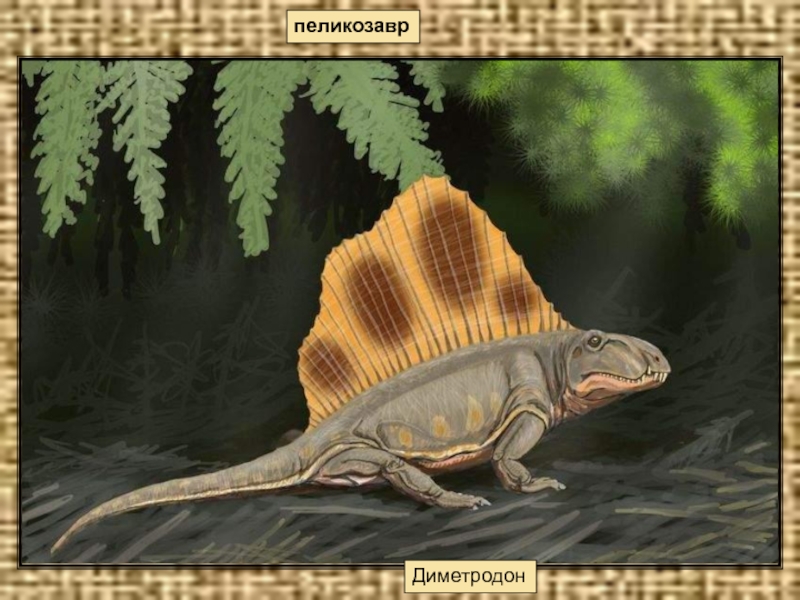пеликозаврДиметродон