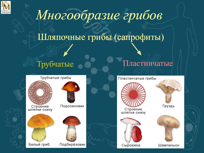 Сыроежка пластинчатый или трубчатый. Строение шляпочных грибов таблица. Многообразие шляпочных грибов. Классификация грибов пластинчатые грибы. Царство грибов Шляпочные.