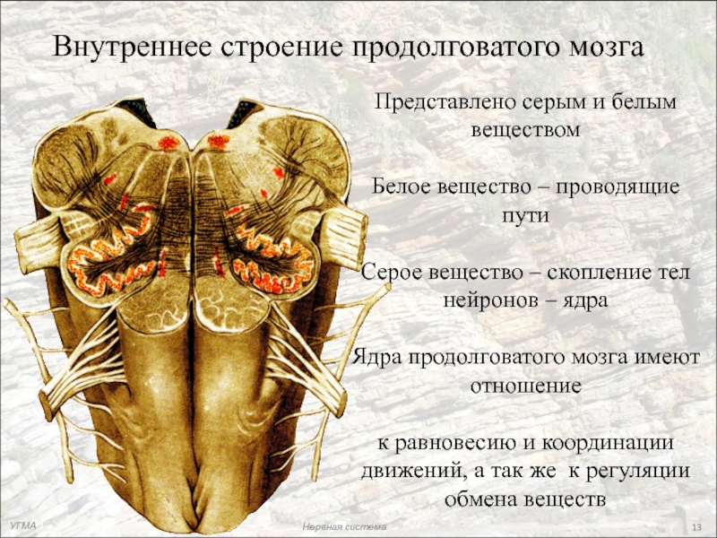 Продолговатый мозг анатомия. Продолговатый мозг серое и белое вещество. Ядра продолговатого мозга анатомия. Строение серого вещества продолговатого мозга. Структура и строение продолговатого мозга.