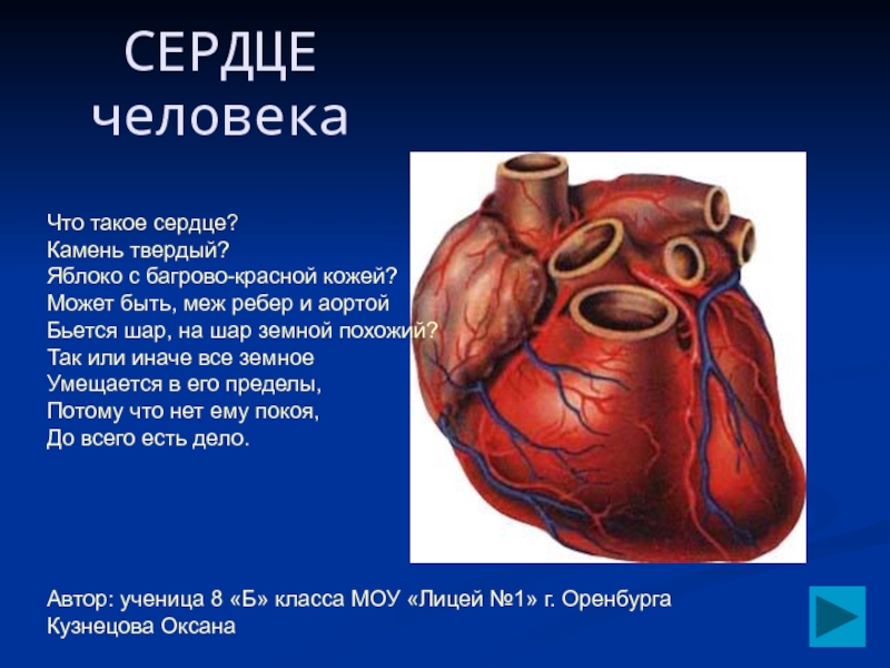 Презентация Сердце человека