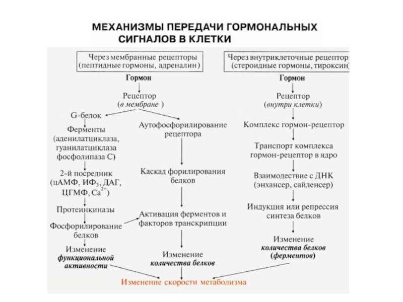 Механизм действия гормонов схема