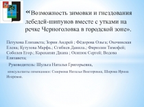 Возможность зимовки и гнездования лебедей-шипунов вместе с утками на речке