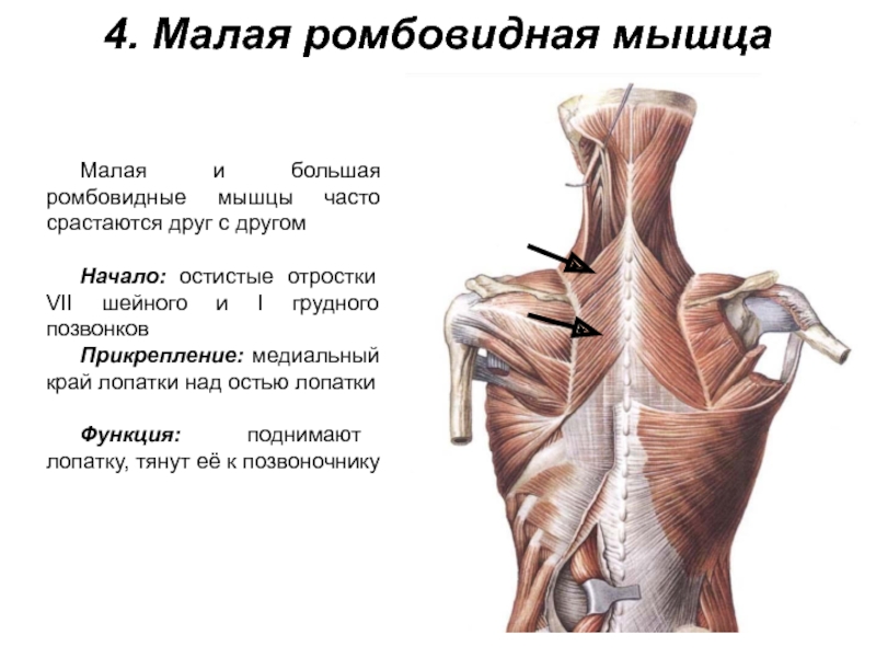 4. Малая ромбовидная мышцаМалая и большая ромбовидные мышцы часто срастаются друг с другомНачало: остистые отростки VII шейного
