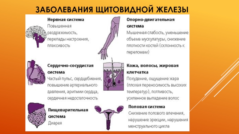 Анатомия щитовидной железы презентация