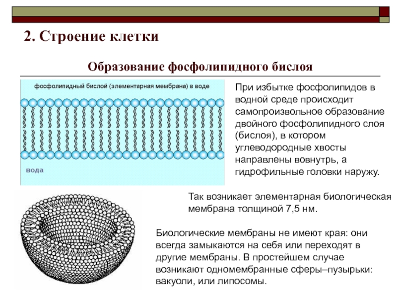 Каким номером на рисунке обозначена структура в состав которой входит липидный бислой хлоропласт