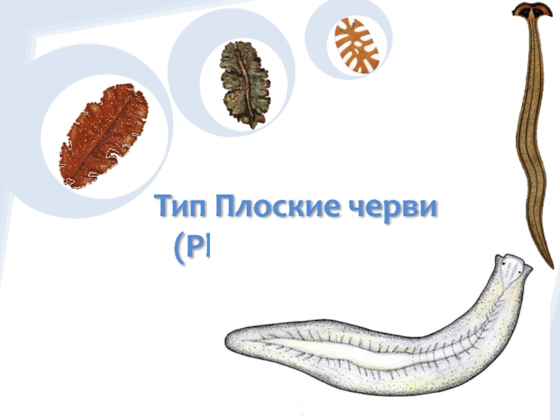 Презентация Тип Плоские черви ( Plathelminthes )