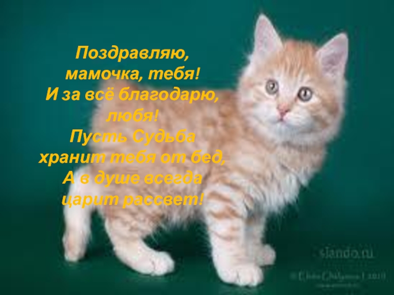 Поздравляю, мамочка, тебя! И за всё благодарю, любя! Пусть Судьба хранит тебя от бед, А в душе