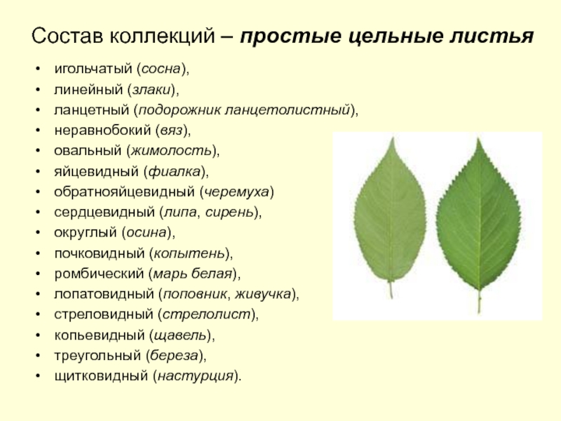 Подорожник по составу