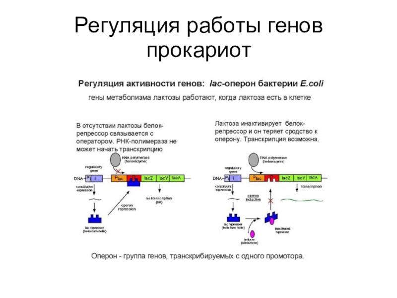 Регуляция генов прокариот. Регуляция активности генов у прокариот. Регуляция работы Гена. Регуляция генов у бактерий 10 класс. Регуляция активности генов у прокариот характеризуется.