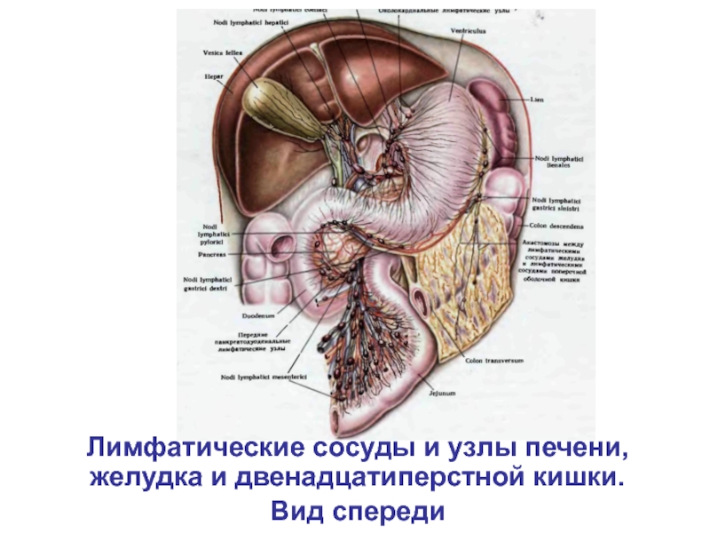 Лимфоузлы ворот печени. Лимфатические сосуды печени анатомия. Желудочно сальниковые лимфатические узлы. Регионарные лимфатические узлы печени анатомия. Лимфоотток поджелудочной железы.