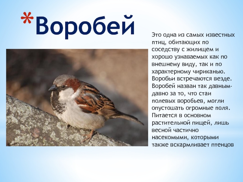 Это одна из самых известных птиц, обитающих по соседству с жилищем и хорошо узнаваемых как по внешнему
