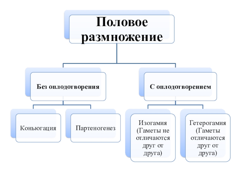 Основные функции пол