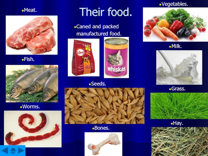 Their food. Caned and packed manufactured food.Vegetables.Fish.Bones.Grass.Hay.Seeds.Milk.Meat.Worms.