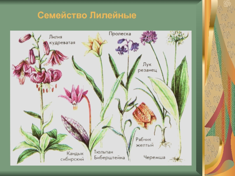 Растения семейства лилейные картинки