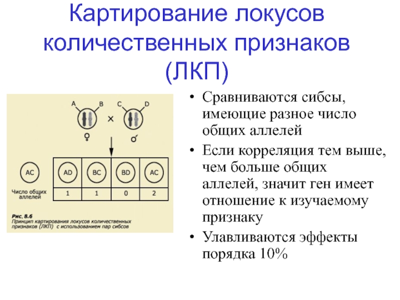 Что означает локус. Картирование аллелей. Локус это в генетике. Количественные признаки в генетике. Картирование это в генетике.