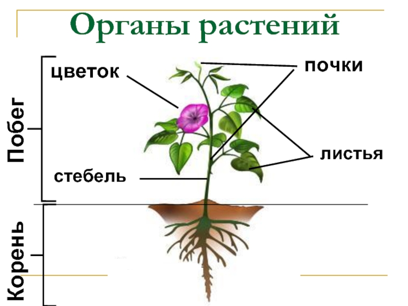 Органы растенийПобег Корень