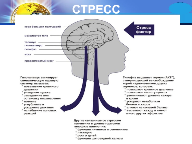 Высшая нервная деятельность эмоции презентация