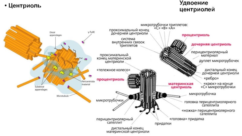 Удвоение центриолей происходит в период. Центриоли спермия. Функция центриоли в спермии. Удвоение центриолей клеточного центра. Проксимальная центриоль функция.