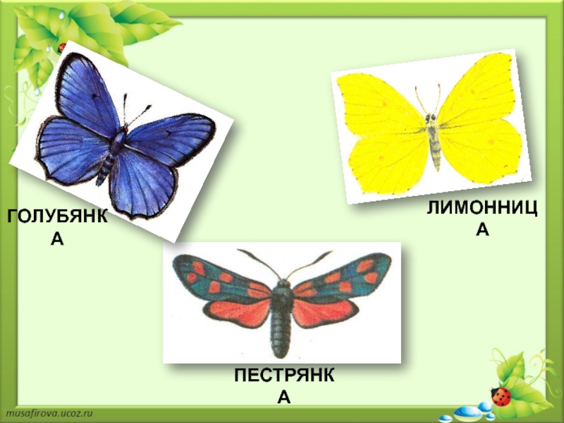 На рисунке изображена бабочка в разные периоды жизни