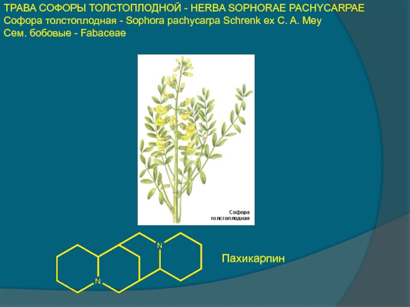 Софора толстоплодная рисунок