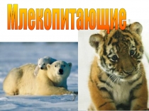 Млекопитающие