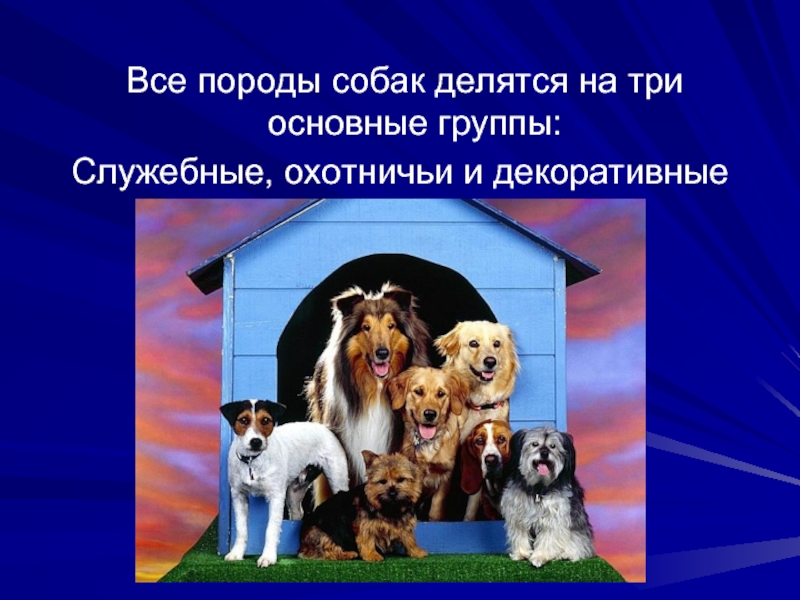 Порода это класс биология. Проект про собак. Породы собак презентация. Презентация на тему собаки. Кошки и собаки для презентации.