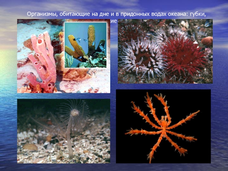 Каковы особенности живых организмов в океане. Нектон и бентос. Планктон Нектон бентос. Океан планктон бентос. Живые организмы океане бентос планктон.