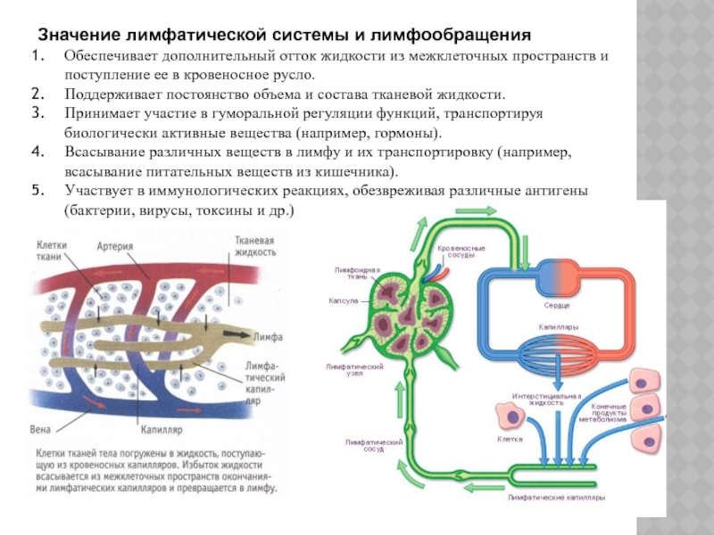 Схема движения лимфы в организме человека рисунок