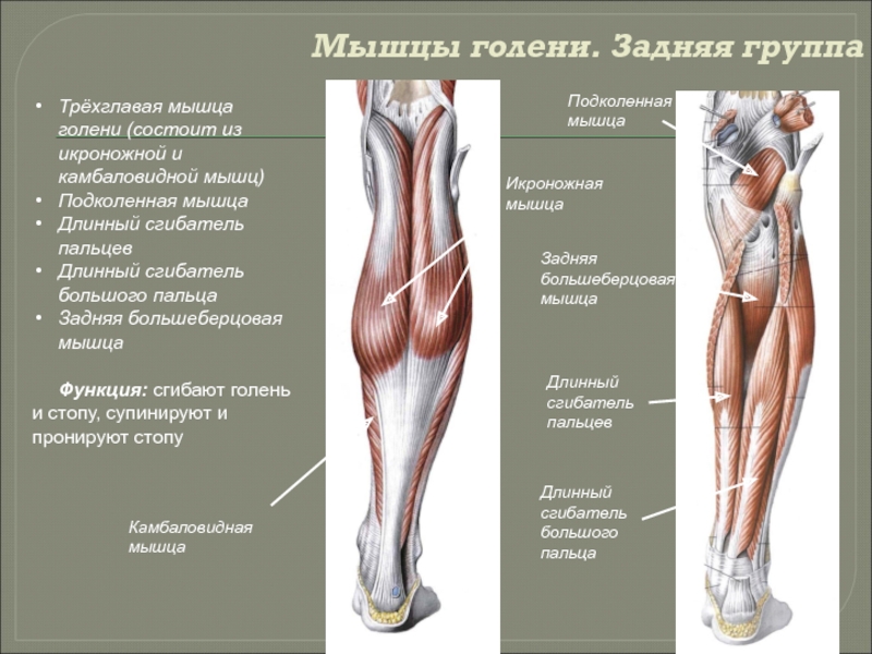 Строение голени ноги человека фото с описанием костей и мышц