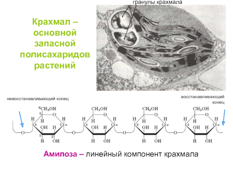 Крахмал активность амилазы. Амилоза-полисахарид крахмала. Невосстанавливающие полисахариды. Амилоза линейный полисахарид. Полисахариды запасные и основные.